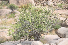 Euphorbia tortilis